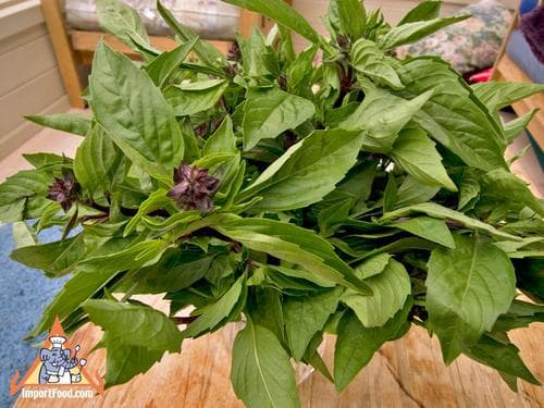 BASIL