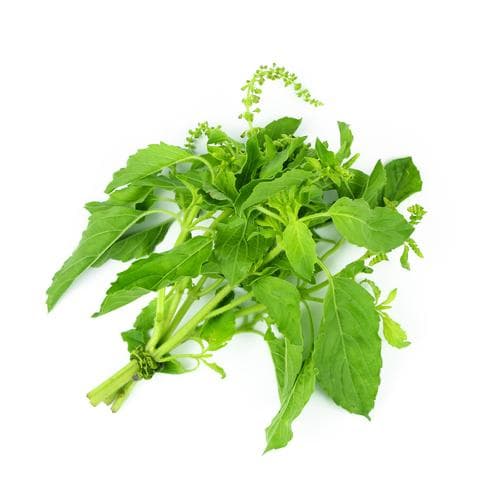 HOT BASIL