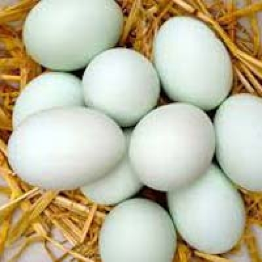 DUCK EGG 