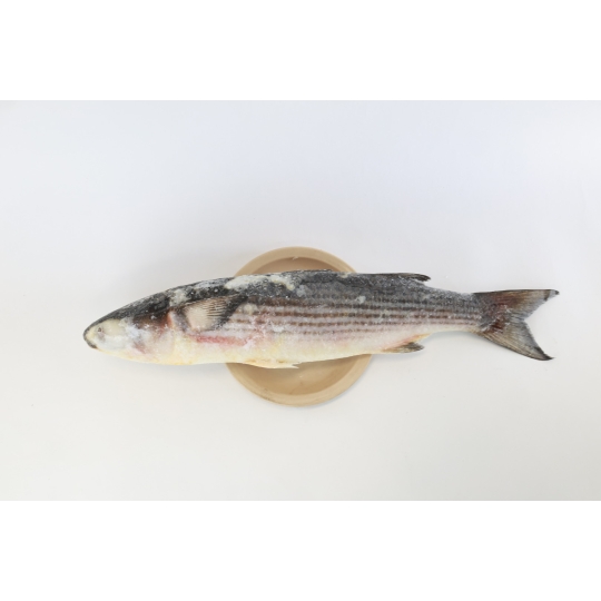 Frozen Mullet Fish