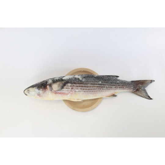 Frozen Mullet Fish